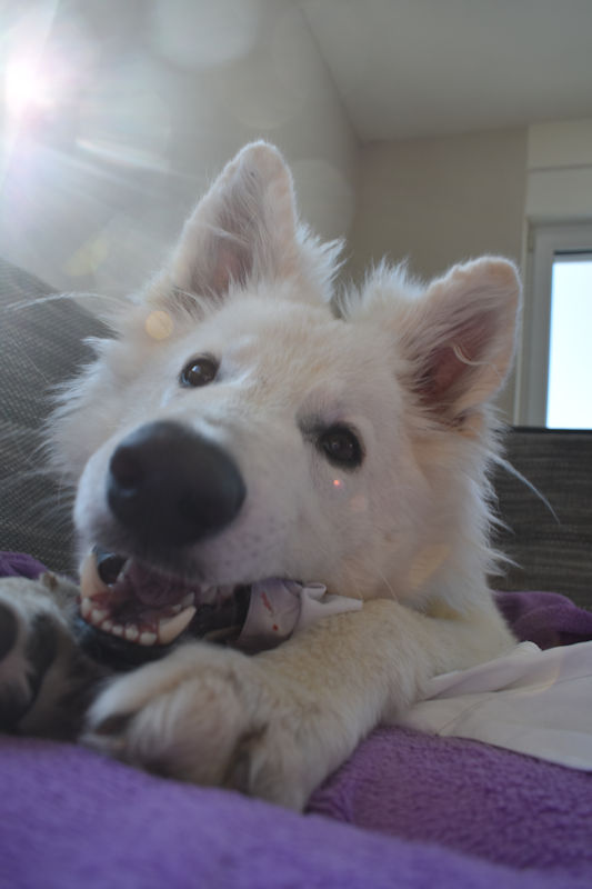 tiere-geist-gottes-jesus-christus-hunde-im heiligen-geist-wse.jpg